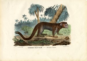 マウスキツネザル、1863-79 作： Raimundo Petraroja